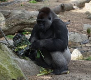 gorilla at the zoo