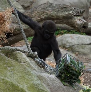 baby gorilla at taronga zoo