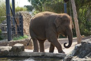 elephant at Sydney zoo